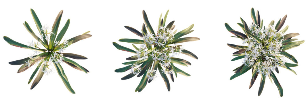 Crinum americanum tree plan, top view, cutout, transparent background, isolate, Three delicate white flowering plants for botanical designs and layouts