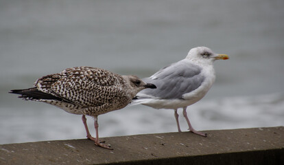 herring gulls