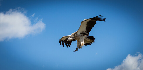 vautour en vol