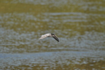 A black tern flying over the river and hunting for insects and small fish swimming in the water. © TRINGA