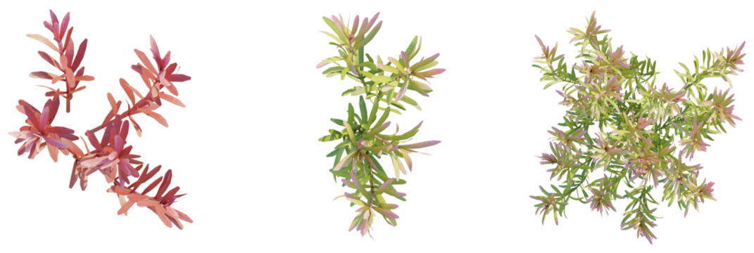 Rotala rotundifolia Red tree plan, top view, cutout, transparent background, isolate, Stylish botanical plants for modern designs and elegant garden layouts