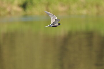 A black tern flying over the river and hunting for insects and small fish swimming in the water. © TRINGA