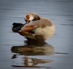 Egyptian Goose