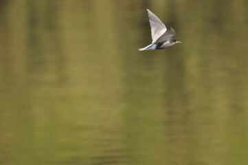 A black tern flying over the river and hunting for insects and small fish swimming in the water. © TRINGA