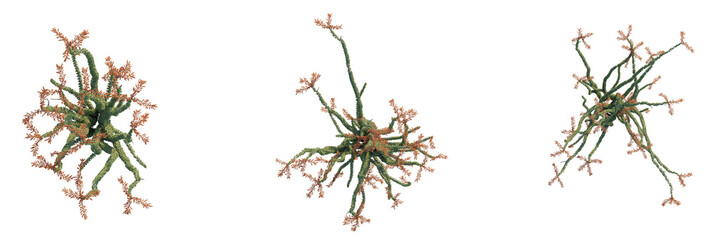 Fouquieria splendens tree plan, top view, cutout, transparent background, isolate, Three whimsical trees in a captivating aerial view for your designs © DH Tree Stock
