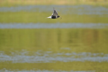 A black tern flying over the river and hunting for insects and small fish swimming in the water. © TRINGA