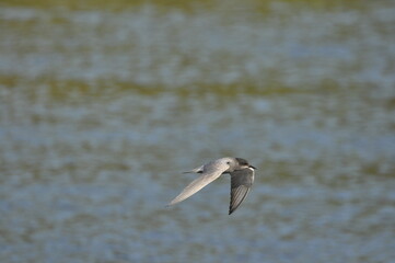 A black tern flying over the river and hunting for insects and small fish swimming in the water.