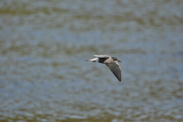 A black tern flying over the river and hunting for insects and small fish swimming in the water.