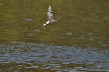 A black tern flying over the river and hunting for insects and small fish swimming in the water.