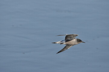 A black tern flying over the river and hunting for insects and small fish swimming in the water. © TRINGA