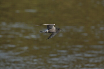 A black tern flying over the river and hunting for insects and small fish swimming in the water.