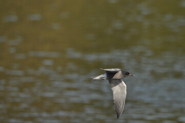 A black tern flying over the river and hunting for insects and small fish swimming in the water. © TRINGA
