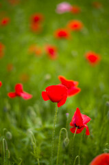 Single red poppy flower standing tall in green meadow