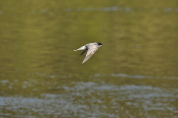 A black tern flying over the river and hunting for insects and small fish swimming in the water. © TRINGA