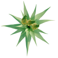 Bulbine latifolia tree plan, top view, cutout, transparent background, isolate, Exotic pineapple bloom with intricate green and yellow floral clusters