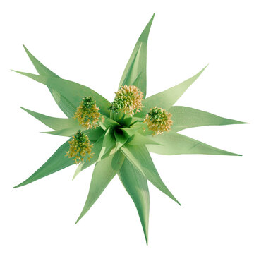 Bulbine latifolia tree plan, top view, cutout, transparent background, isolate, Vibrant green pineapple bloom with delicate yellow flower buds emerging