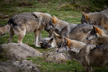 Fototapeta premium loups