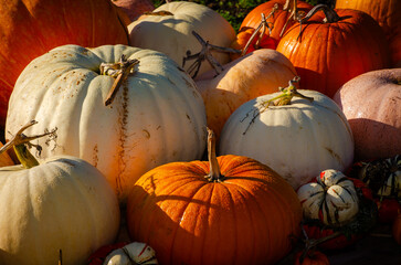 pumpkins and gourds
