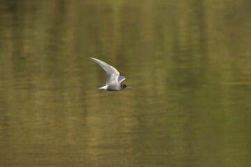 A black tern flying over the river and hunting for insects and small fish swimming in the water. © TRINGA