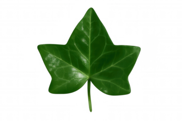 Green ivy leaf isolated on transparent background, showing botanical details and fresh texture