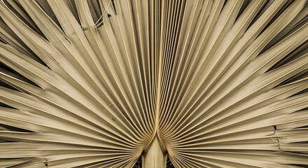 Close-up of a Fan Palm Leaf in Sepia Tone Nature's Intricate Patterns and Textures