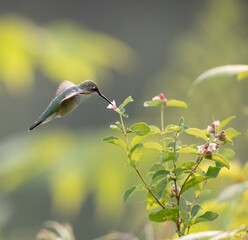 Ruby-Throated Hummingbird