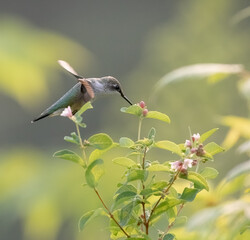 Ruby-Throated Hummingbird