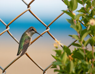 Ruby-Throated Hummingbird