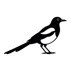Obraz premium Bird Silhouettes – Flying, Perching, and Exotic Bird Collection.