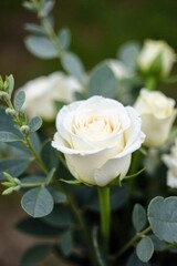 Bouquet of White Roses and Eucalyptus on a Distressed Wooden Table, Evoking Rustic Elegance and Natural Beauty. A beautifully arranged bouquet of pristine white roses and delicate eucalyptus sprigs