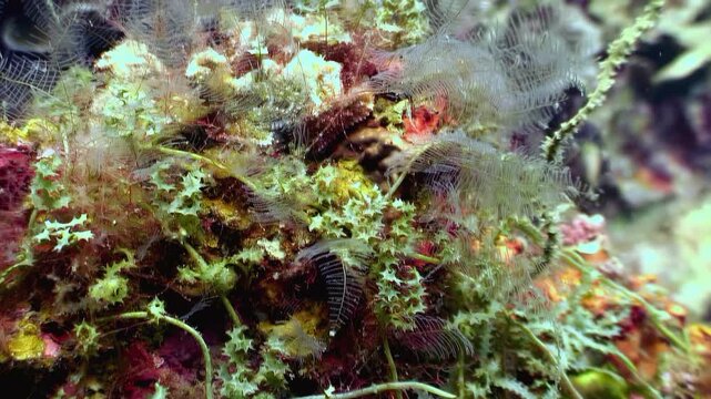 Explore the enchanting underwater world. Delicate hydroids sway rhythmically amidst the vibrant coral reefs near Anilao, Batangas in the Philippines.