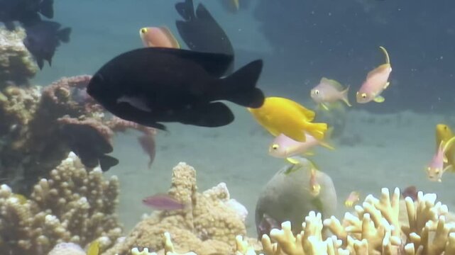 Discover the vibrant underwater world of Apo Island. Colorful fish swim among the coral reef. Explore the peaceful ocean teeming with life in the Philippines.