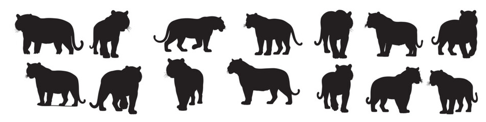 tiger silhouette white background 