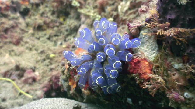 Observe the vibrant blue ascidians, commonly called sea squirts, attached to the diverse coral formations. The Philippine waters teem with these colorful marine organisms.