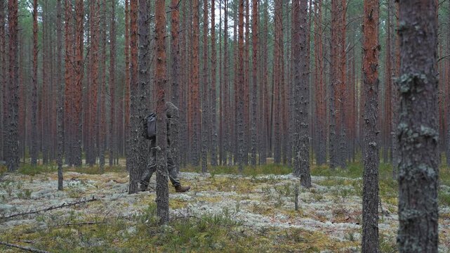 A commando moves down a needle-strewn trail beneath tall pines. A guerrilla with a slung backpack and raised hood slips through the woods. Instruction for scouts on surviving in heavily forested