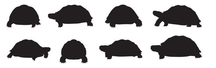 tortoise silhouette white background