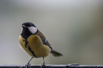 Curious Observer: A Great Tit Perched on a Rainy Autumn Day
