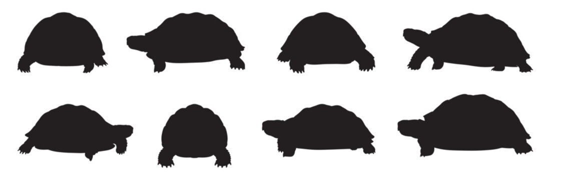 tortoise silhouette white background