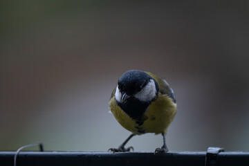 A Splash of Yellow: Intimate Portrait of a Great Tit on an Overcast Day