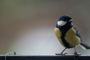 Autumn Watcher: Portrait of a Great Tit with Ample Copy Space