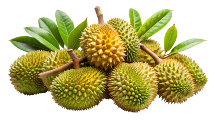 Freshly harvested spiky durian fruits with green leaves displayed together on a clean surface