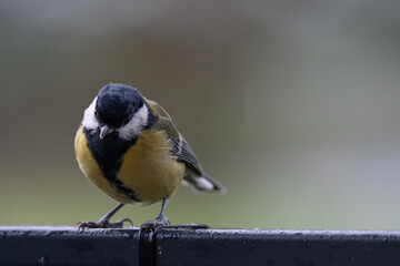 Autumn Watcher: Portrait of a Great Tit with Ample Copy Space