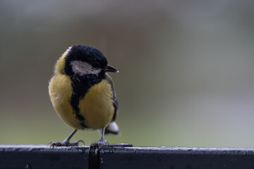 Autumn Watcher: Portrait of a Great Tit with Ample Copy Space