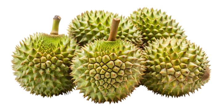 Fresh ripe durian fruits with water droplets isolated on a clean backdrop