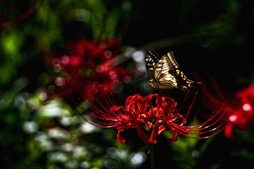 彼岸花に飛来するアゲハチョウ
