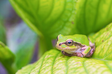 アジサイの葉の上に座るアマガエル