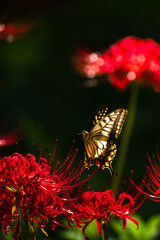 彼岸花に飛来するアゲハチョウ
