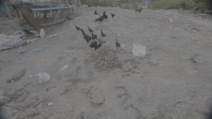 May 15, 2025, Phuket, Thailand. A day at the refugee camp. hen and rooster.