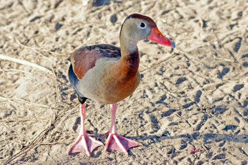 Black-bellied Whistling-Duck (Dendrocygna autumnalis) perched on the sand at the edge of a pond