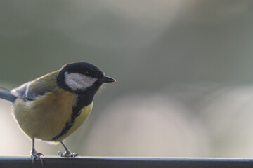 Rainy Day Vigil: Great Tit Portrait with Ample Copy Space